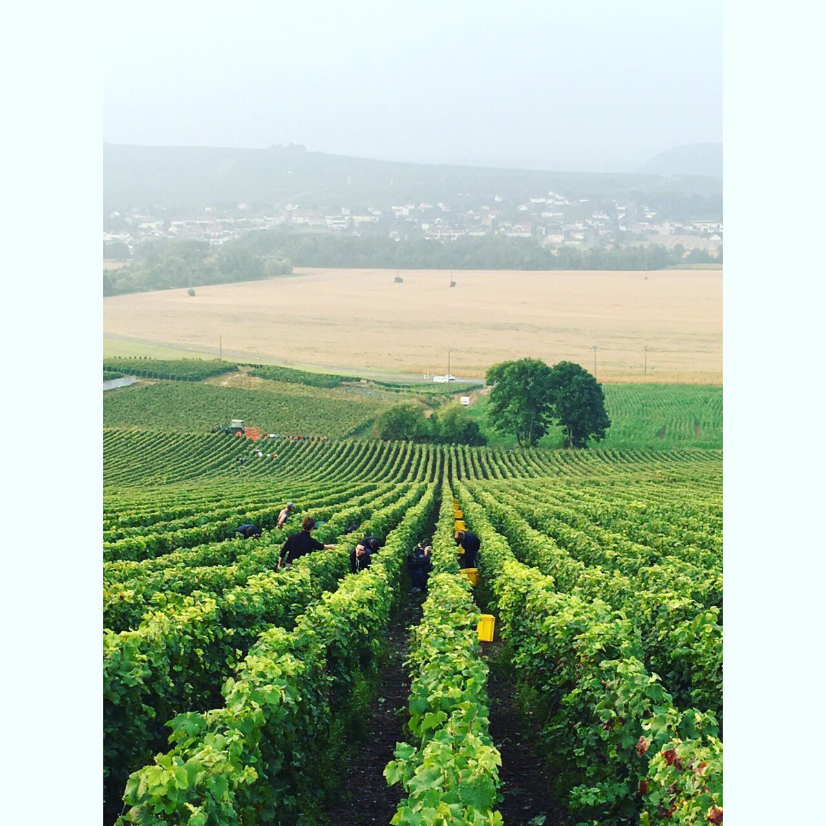 PicardBoyer's tweet photo. Depuis lundi, nous avons débuté les vendanges chez Picard &amp; Boyer #picardboyer #harvest #champagne https://t.co/hSAfCcvRoQ
