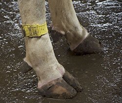 Lameness . . . it will cost you #dairy on.hoards.com/HDN_Lame