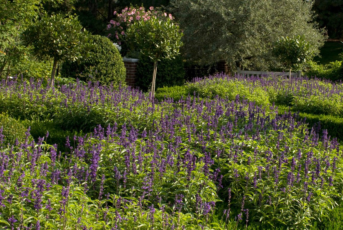 NYBG's tweet photo. Discover useful, ecologically beneficial, and delicious #nativeherbs you can grow at home in a 9/24 class! https://t.co/eHJFI1wv2A https://t.co/Bey5uet5KH