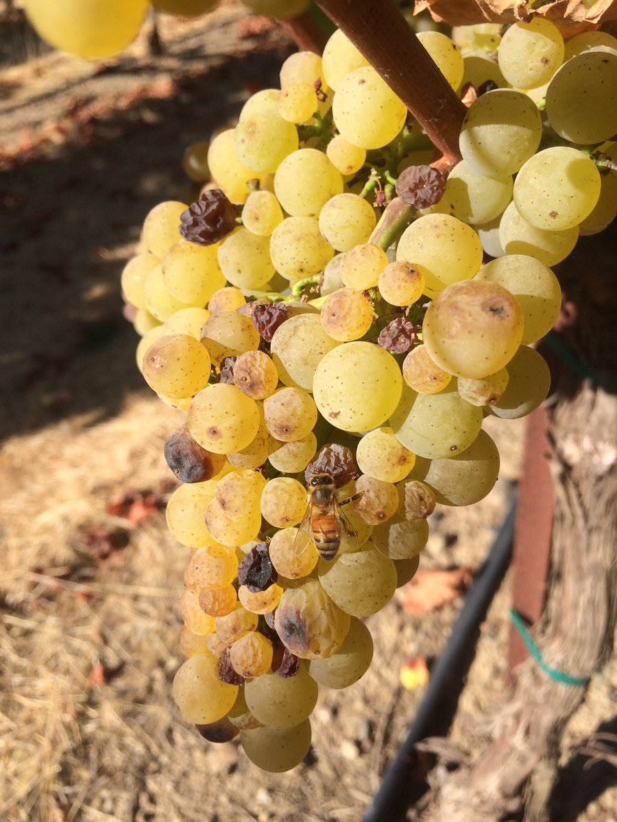 bacigalupivnyds's tweet photo. Sampling late harvest Muscat this am #scharvest https://t.co/cBQDkN2p5y