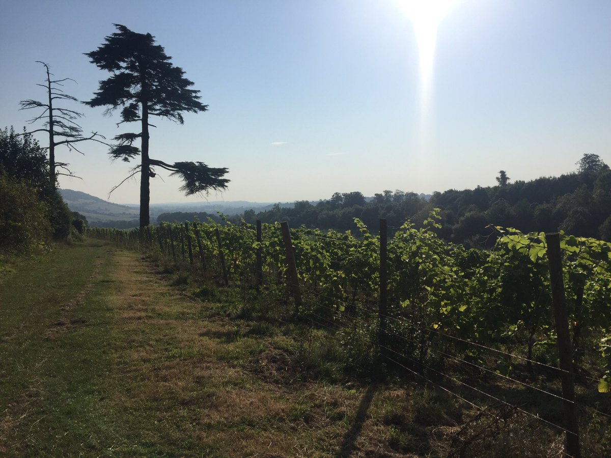 denbiesvineyard's tweet photo. The calm before the storm . . . We're just about ready for #Harvest2016! 🍇🍷☀️ #vineyard #winery #englishwine https://t.co/rEXVf65Aer