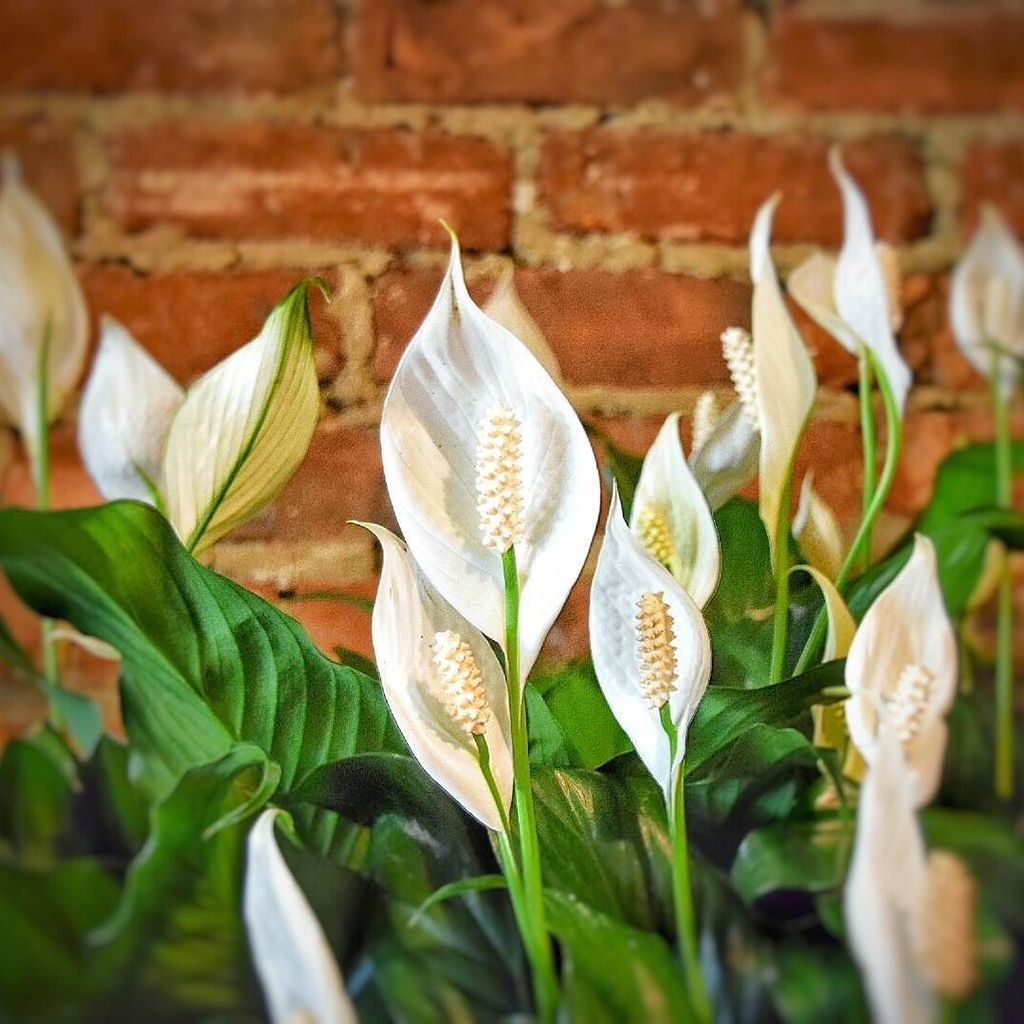 The Flower Pot tweet media