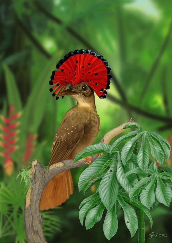 RTGultimate's tweet image. Amazonian Royal Flycatcher