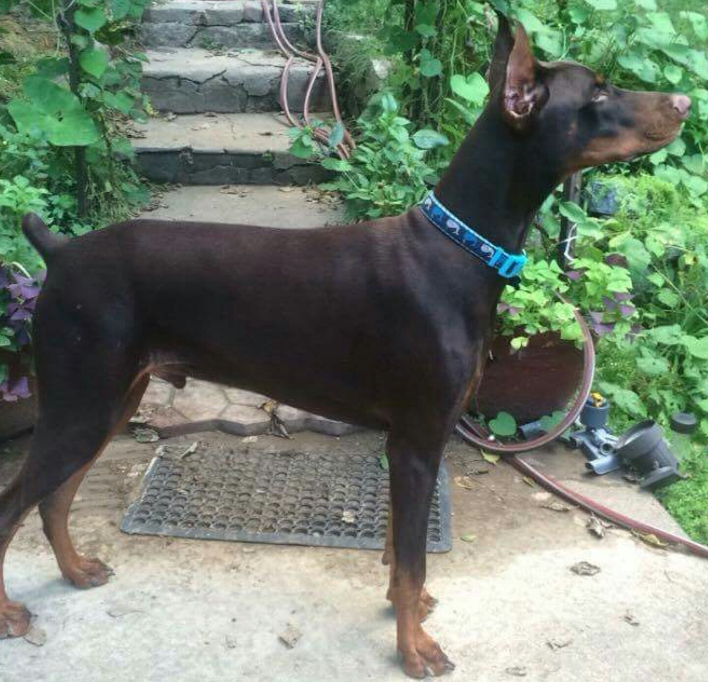 Diesel dobermans sales
