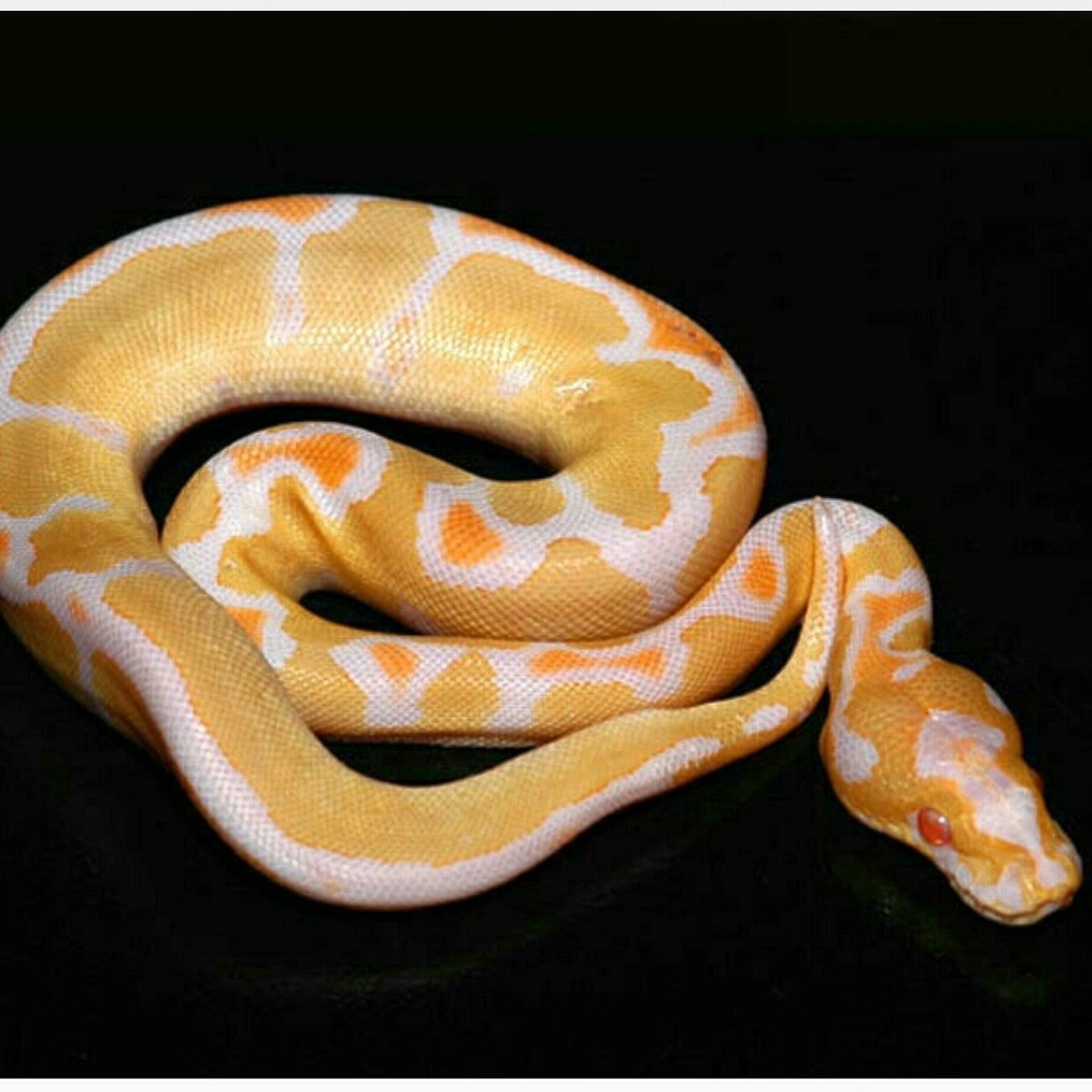 BolinB77's tweet photo. By BhB enterprises albino clown!! #SNAKES #BALLPYTHON #ballpythons #PICOFTHEDAY #picofday #ballpythonpics #snakepics https://t.co/BSGSNvx53m
