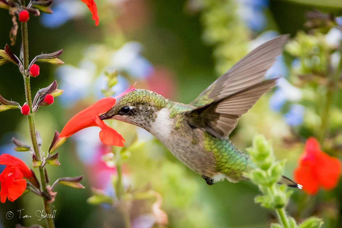 lightlifeimages's tweet photo. More #HummingBirds from this past weekend at #NOVA_Parks Meadowlark Gardens https://t.co/xTdn8oOUIB