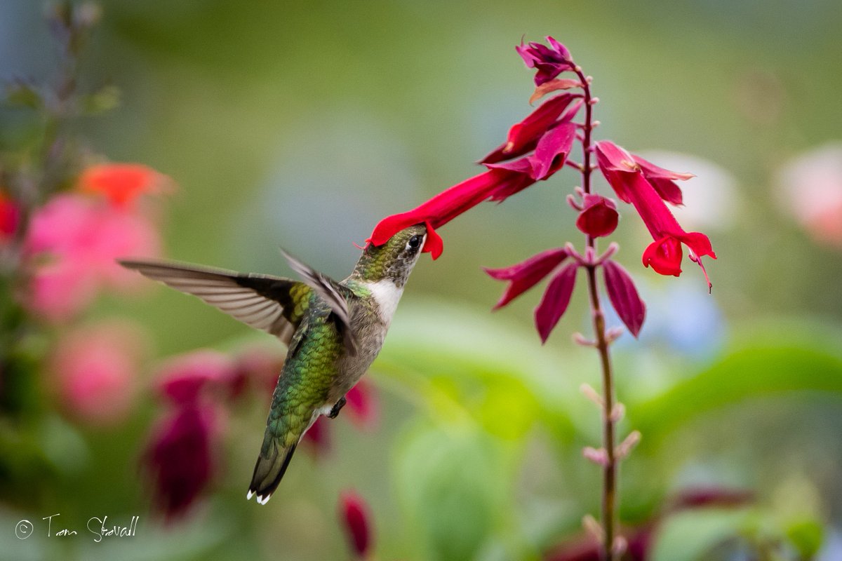 lightlifeimages's tweet photo. More #HummingBirds from this past weekend at #NOVA_Parks Meadowlark Gardens https://t.co/xTdn8oOUIB