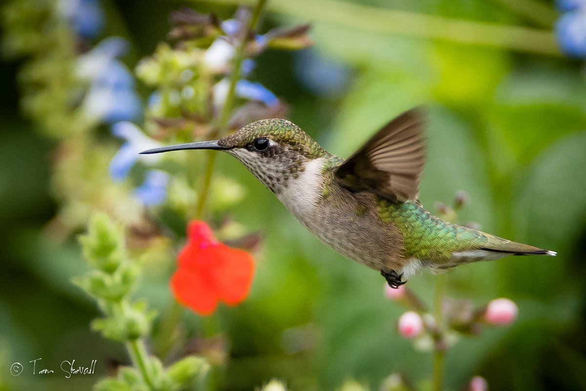 lightlifeimages's tweet photo. More #HummingBirds from this past weekend at #NOVA_Parks Meadowlark Gardens https://t.co/xTdn8oOUIB