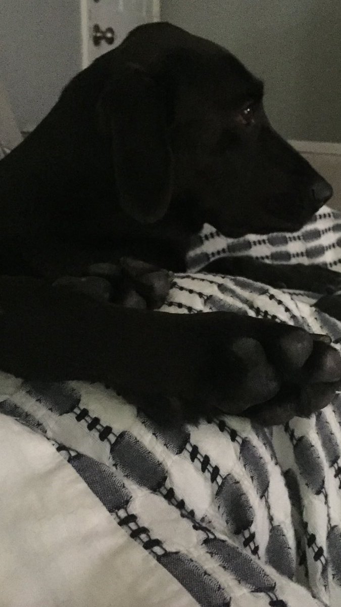 LainahMarie's tweet photo. Stop petting me @chelseahandler and @chunkhandler are on..              -Buck.   #ohexcuseme https://t.co/k7FPjobq6u