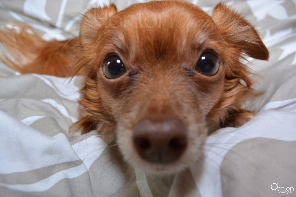 AsgardBarbie's tweet photo. I photograph #pets in my downtime (mostly 4 nonprofits). This is my youngest, Clary Sage -- love that wittle face! ♥ #puppy #dog #chiweenie https://t.co/70Mty2sagI
