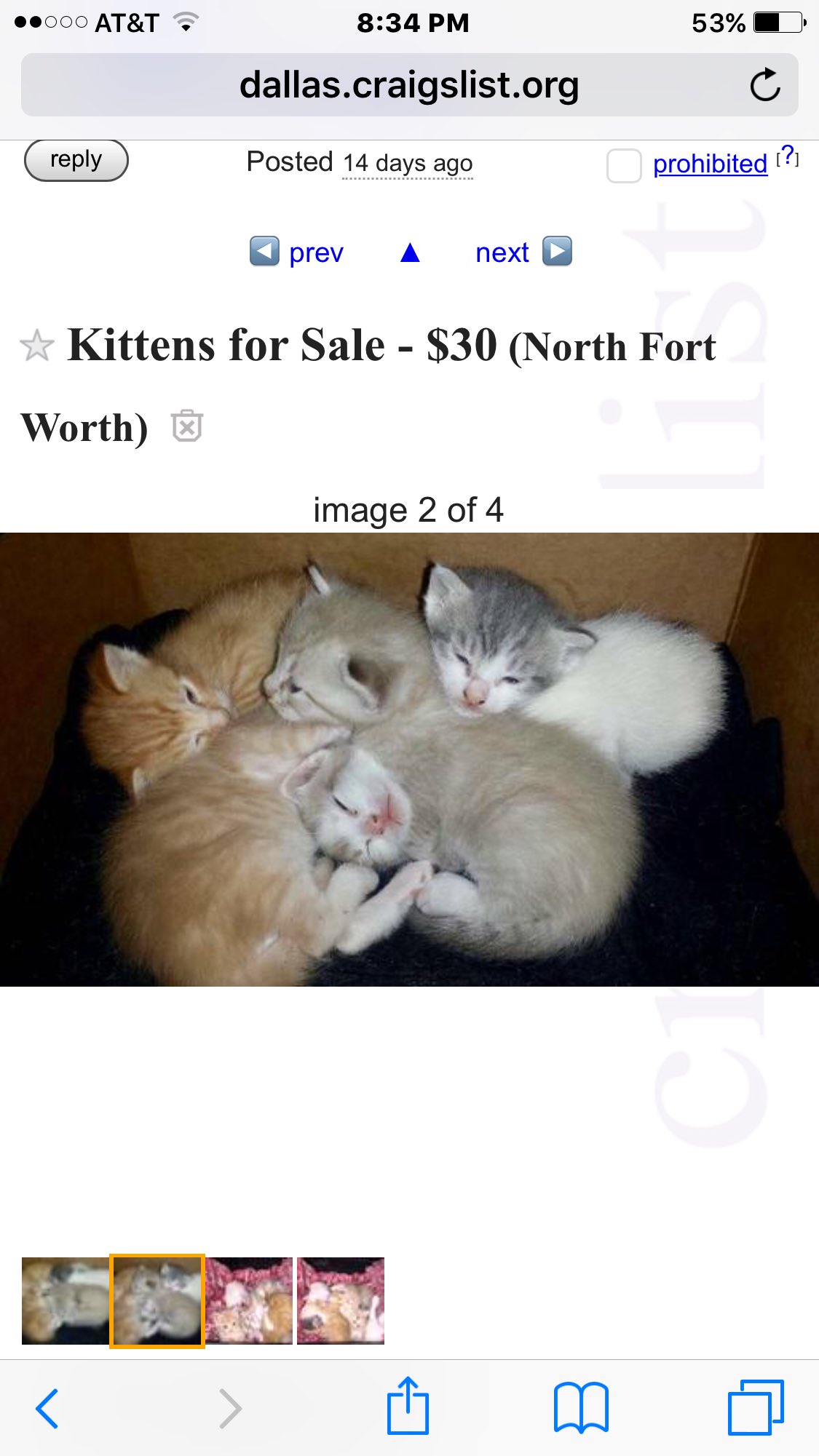 dallas pets for adoption craigslist