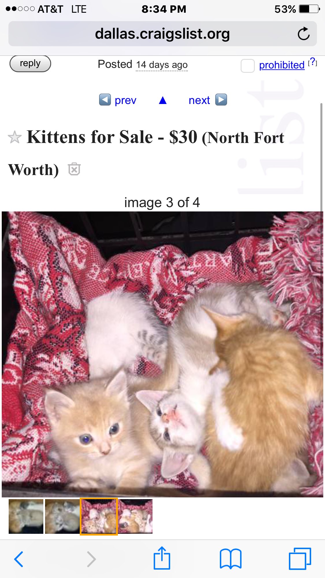 Cats for sale craigslist 2025