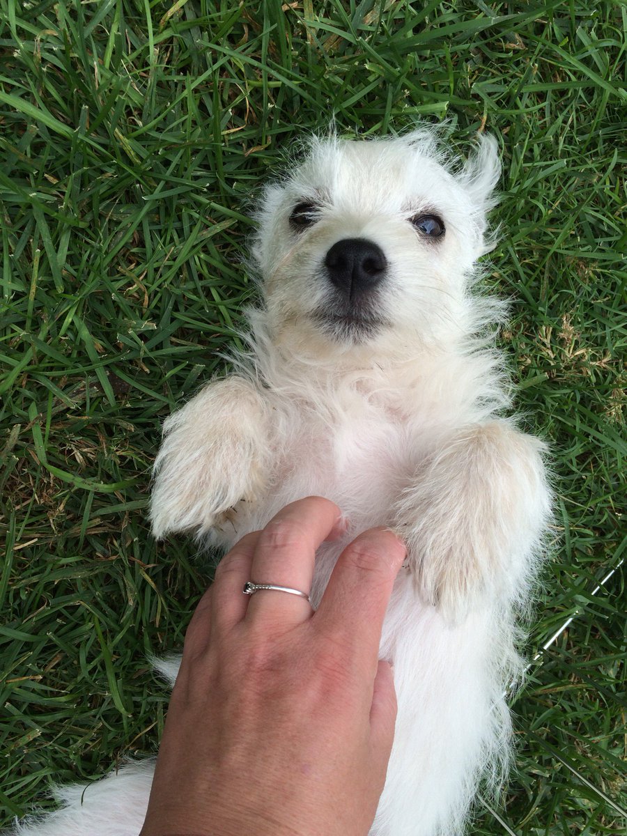 twincitiespets's tweet photo. Puppy Oliver is either on the go or ready for a belly rub! #dogsofmn #puppy #bellyrubs https://t.co/bQ4iWlO7oS