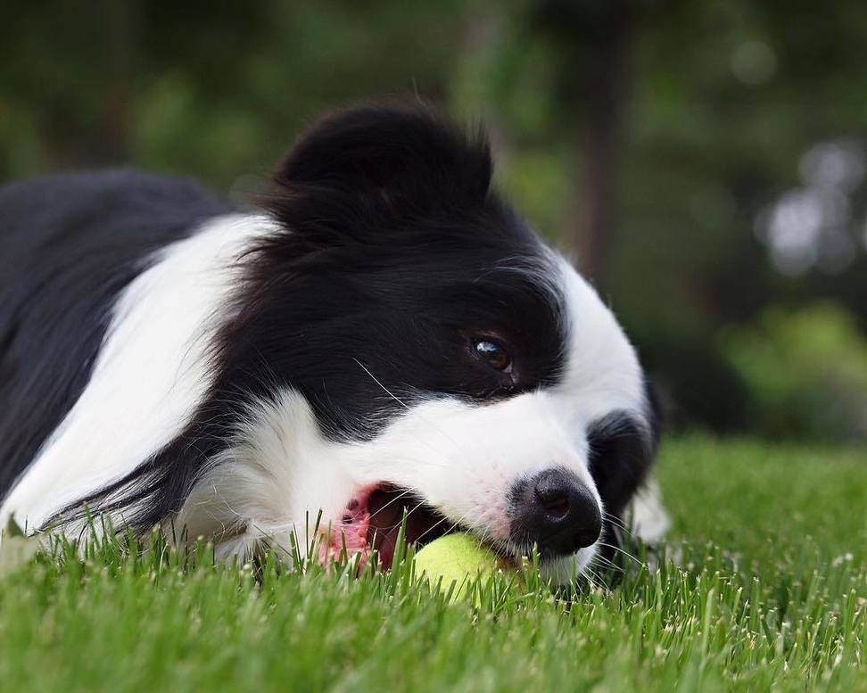 Awdogs's tweet photo. So Cute πΆ@dasherbordercollie πππ πΎβ€οΈπ
*
*
*
*
*
*
*
#Awdogs #Awdog #Dog #Dogs #Puppy #Cute⦠https://t.co/r4pwBu6rMb https://t.co/XZFlwQMi26