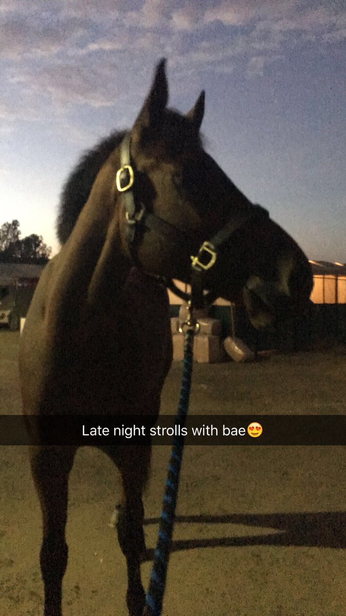 Miraclessaddle's tweet photo. Romantic things I do with my horse😍😂 https://t.co/dVxStChfBQ