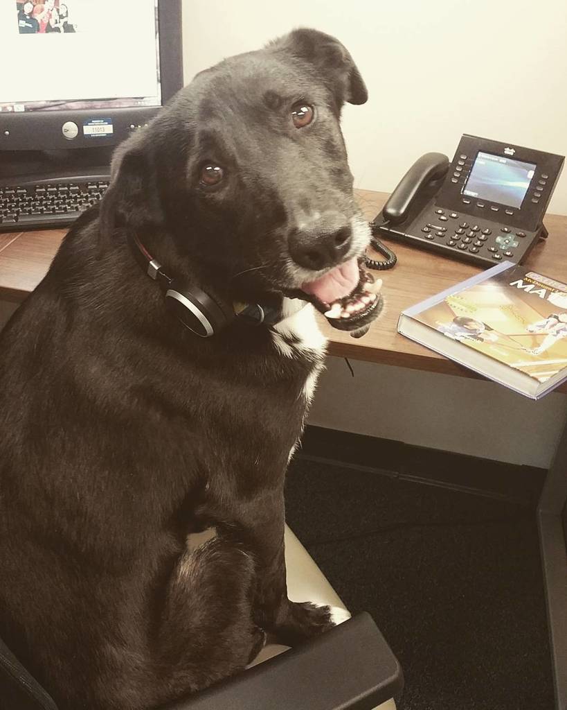 askHMC's tweet image. We are open! Call is to talk to our surprise tutor guest Lucky! #AskHMC #HomeworkHotline