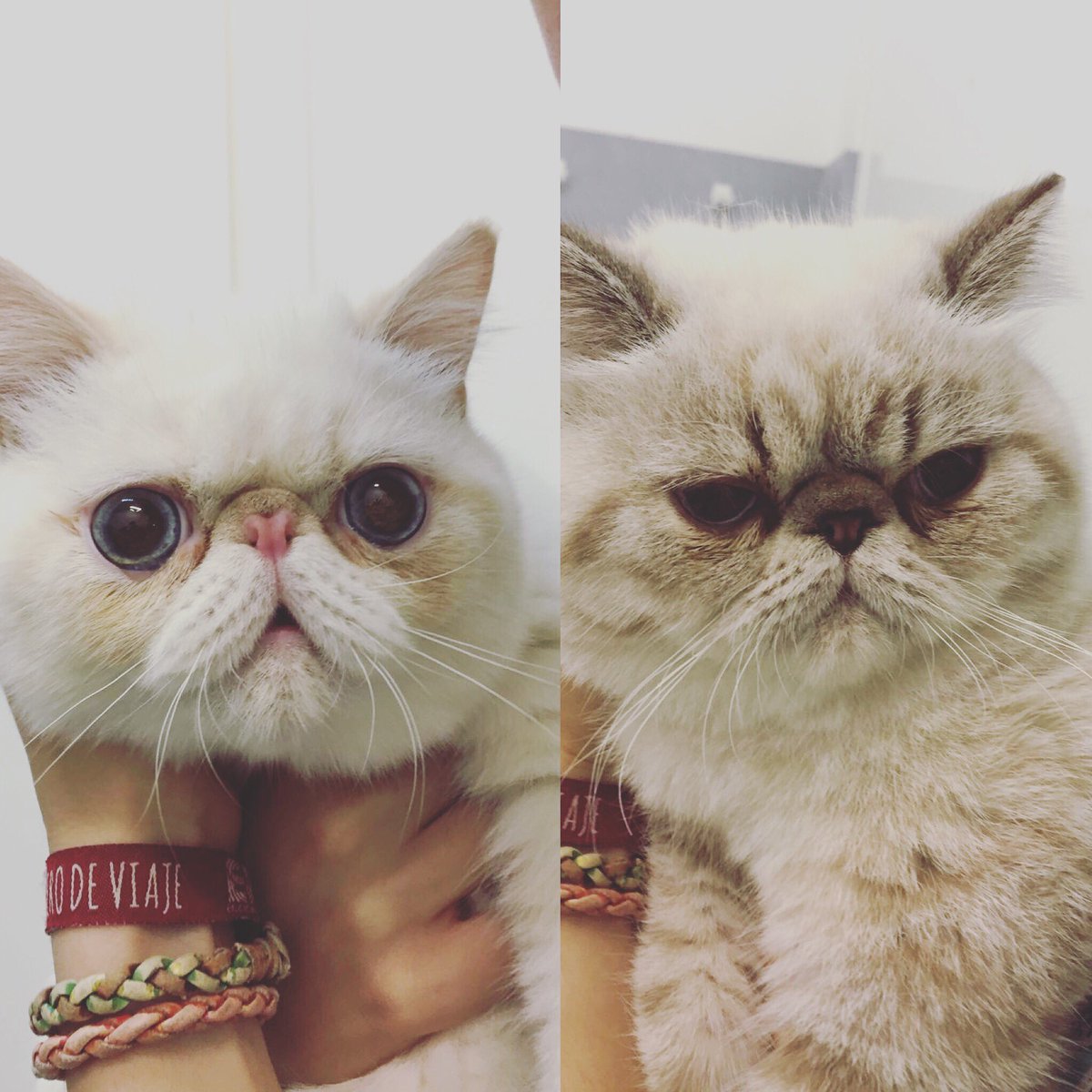 BaggagePets's tweet image. Oioioioio!! Nuestros 2 amigos han viajado desde Barcelona a Hong Kong, con nuestro nuevo servicio #shortconnection