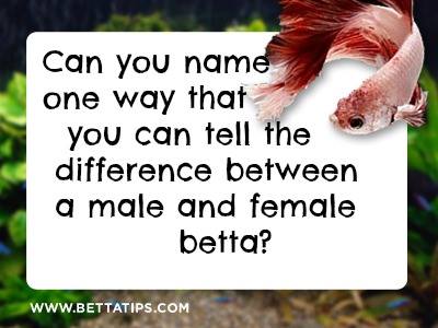 BettaFishCenter's tweet photo. Pop Quiz ;) ... https://t.co/gIeoQ7MA1N