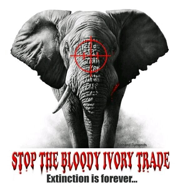 Protect_Wldlife's tweet photo. NOT ENOUGH!!! UK ban on modern day ivory sales - Press releases - GOV.UK
https://t.co/JWzKzP7Lmx Stop ALL ivory sales!! https://t.co/5GSkWYNFEL