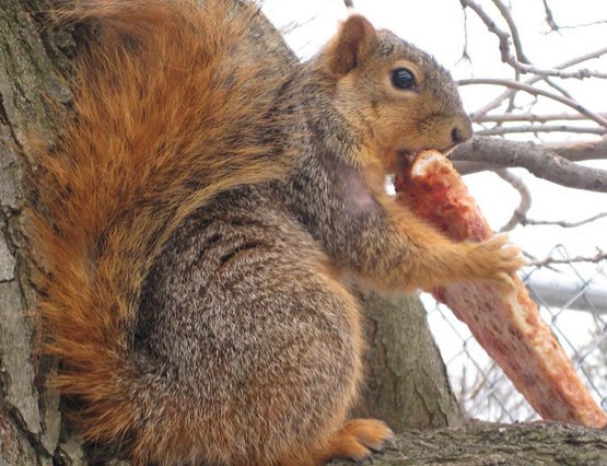 mypizzabrain's tweet photo. last day of summer. before the hard work really begins. #squirrels #squirrelseatingpizza #pizzasbetterthannuts #pizzabrain https://t.co/2nXD2tnlCi