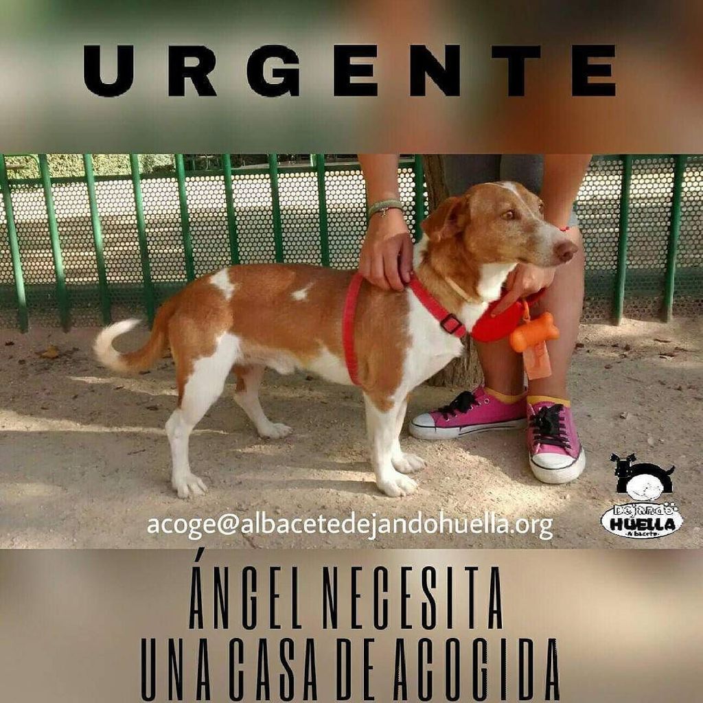 DejandoHuellaAB's tweet photo. Mi pequeño #Angel aunque nadie pregunta #SeguiremosApostandoPorTi porque prometimos encontrarte un hogar lejos de aquella autovia https://t.co/9ONxIFFhls