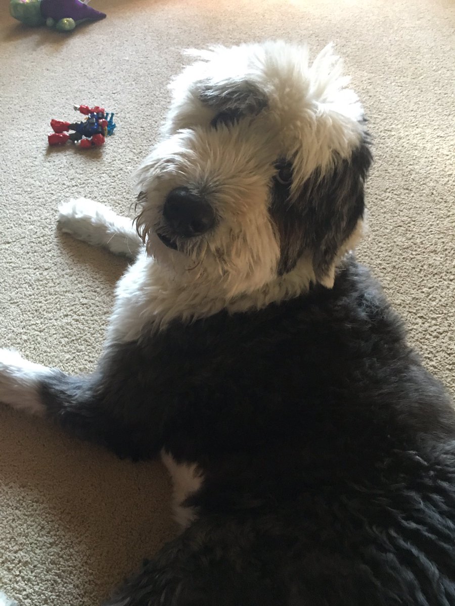 MrsBrownC's tweet photo. @richbacolor @jeffbouwman My air "puppy" is 10 years old #ngssmodels https://t.co/EXbf1ut68c