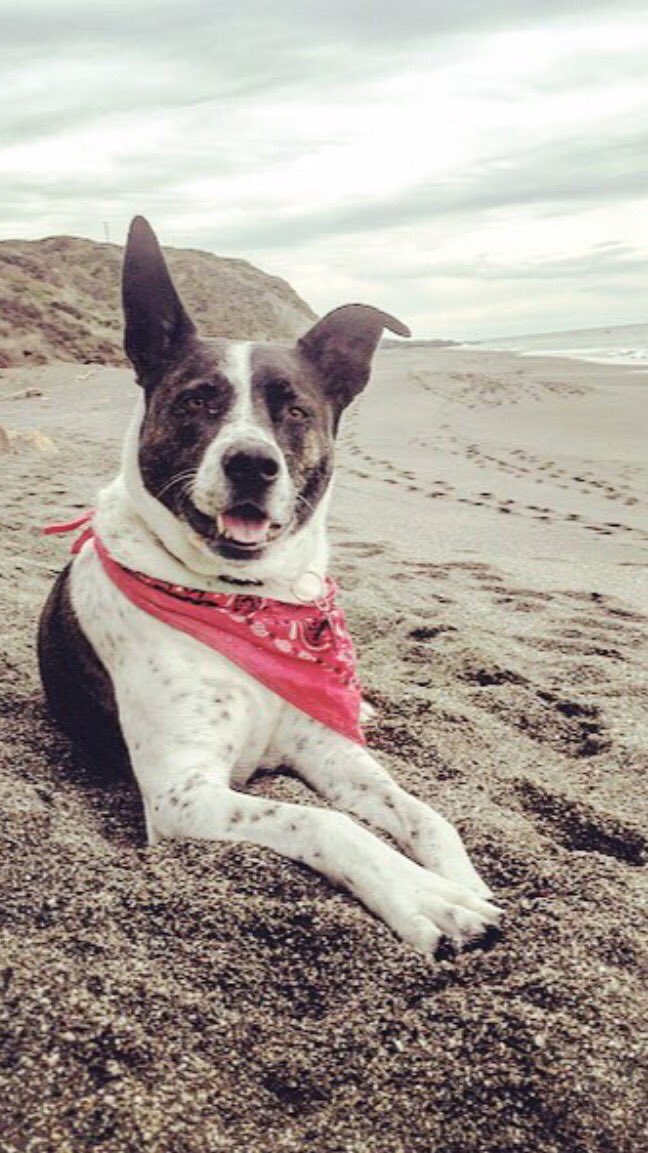 DogsOfReno's tweet photo. Meet Tobi! She loves dressing up in her finest bandana and taking long walks on the beach (Tahoe especially) ☀️ https://t.co/HUz3eZOZp0