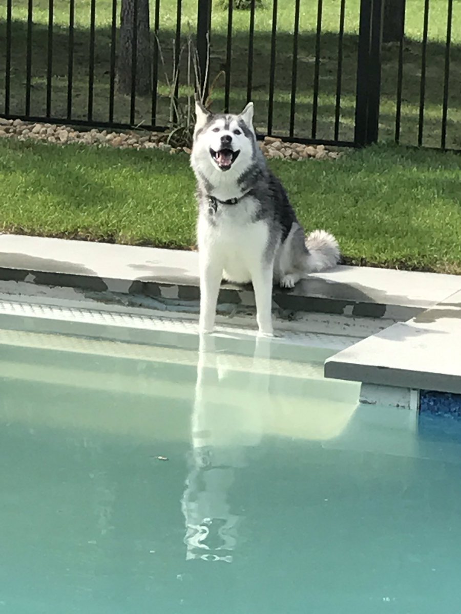 propoolnh's tweet photo. Sascha helping with #pool services today. Thanks for the help @sascha_fierce https://t.co/n5yUIDBFgi