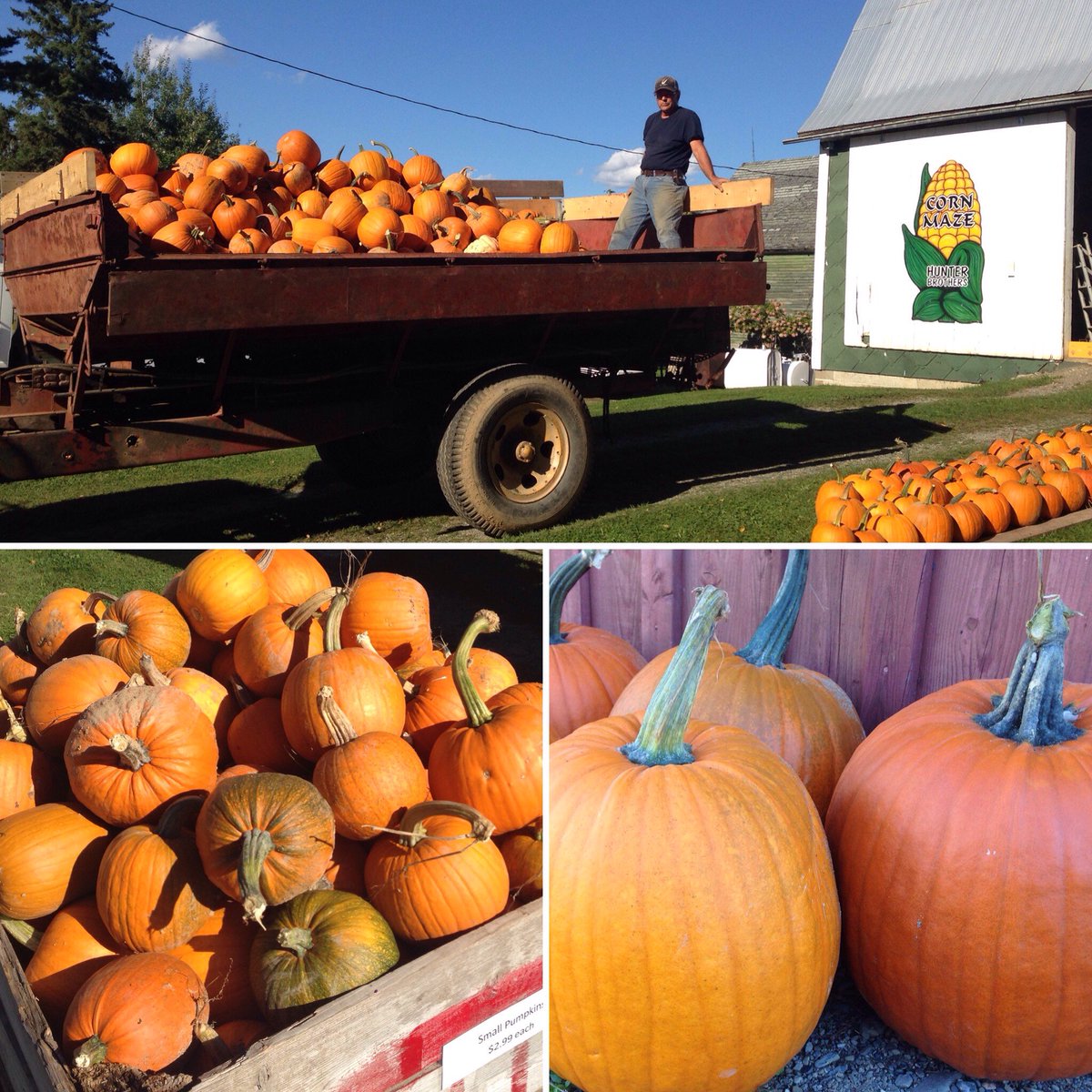 Tomorrow is the first day of autumn and that means it’s pumpkin season. We picked our first load today, that’s over 500 pumpkins!