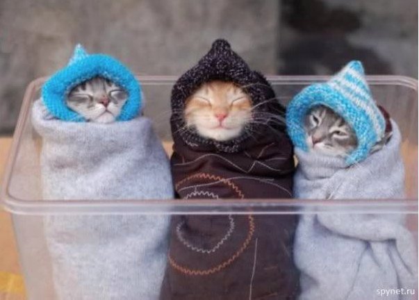 FirstPersonArts's tweet photo. To help gear you up for next Tuesday's "Attack!" #StorySlam, enjoy this #attackofthecute! More Cuteness: https://t.co/Pb92EnJaI1 https://t.co/moXP4xYlV2