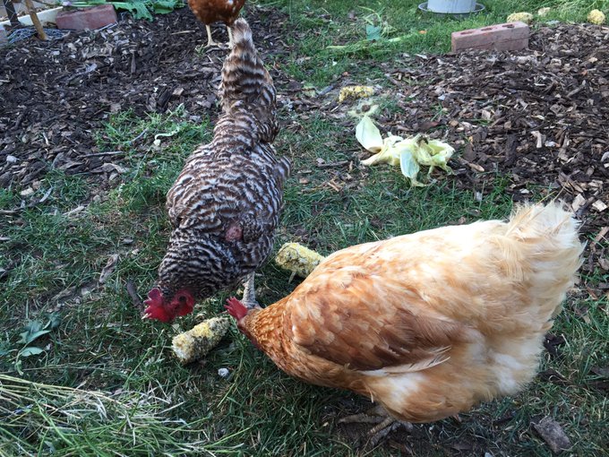 View image on Twitter