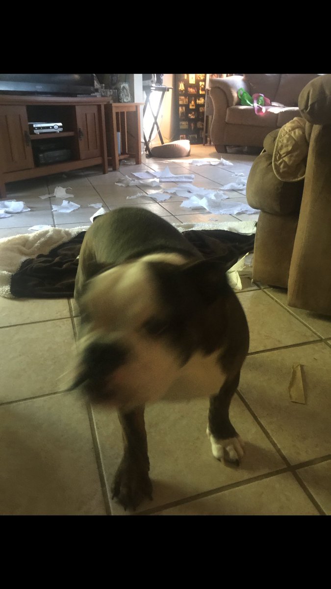 scarlettbully's tweet photo. @stephbump the next time your mom gets puppy fever-my mom says to show her this pic. #idontseeaproblem https://t.co/lehk4AogAR