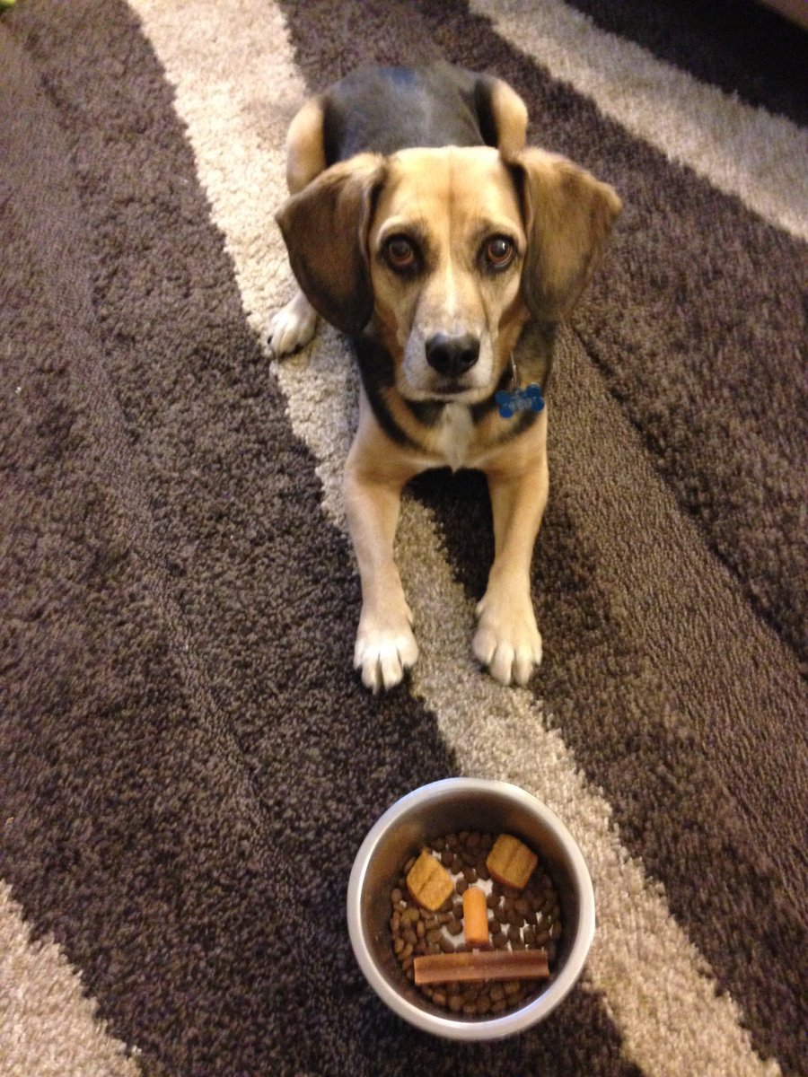 Julebugs's tweet photo. Snausages count as vegetarian, right? #ZachPageDinner @HomebrewedBliss @jslot38 https://t.co/0fg4iUOueb