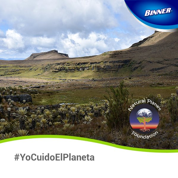 BinnerCol's tweet photo. El oso de anteojos, una especie en peligro de extinción @NATURALPLANETF busca protegerlos #YoCuidoElPlaneta https://t.co/ha2loe1BrQ
