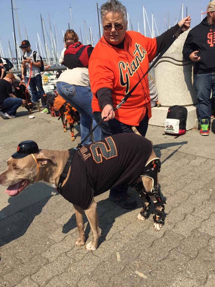 Smokey Joe enjoying #DogDays with #SFGiants! #orthopets #sfgiants #giants #mlb #kneebrace #dogkneebrace #animalorthotics #animalprosthetics