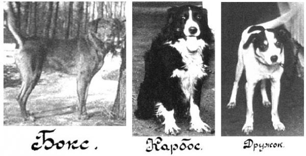 iamivanpavlov1's tweet photo. The dogs that made my experiment possible!🐶 #behaviorism #dogsrule https://t.co/vb7qWzjeUt
