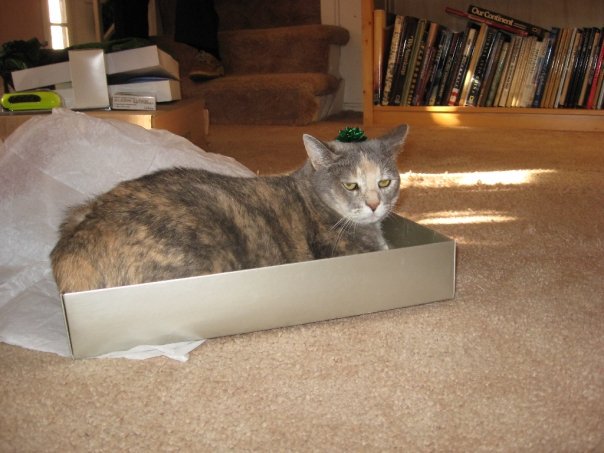 Watch Chelsea E. Manning's leaked NSFW photo on TwXstars