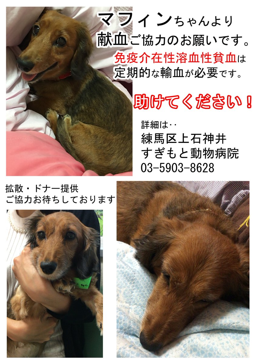 3るむな3いのちをだいじに 練馬区 拡散希望 わんちゃんの 供血ドナー 探しています 免疫介在性溶血性貧血 は自分で自分の血液を破壊してしまう難病です 定期的な輸血が必要なワンちゃんが今も皆様の助けを必要としております 免疫介在性