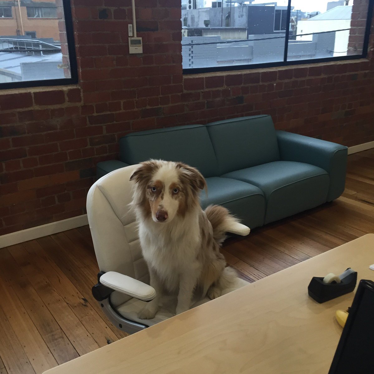 StateOfMatterAu's tweet photo. Please welcome our new SofM Operations Manager Dogtor Stephen Hindmarsh. He will lead operations and sniff out opportunities. https://t.co/8VdelszLZO