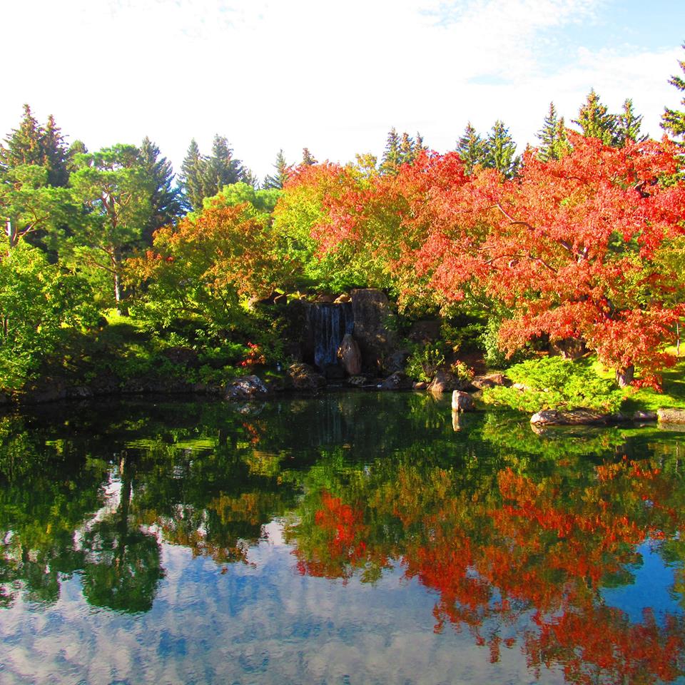 NikkaYuko's tweet photo. Happy #NTD2016. Trees do so much; oxygen, soil, shade, food, property $, wood, timber, maple syrup! Show your love for trees today #YQL. https://t.co/JB0LmO48sM