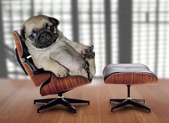 National_Boston's tweet photo. Because who doesn't appreciate a miniature dog sitting in a miniature office chair? #iconic #puglife #SitTest #WednesdayWonders https://t.co/AzenQ6xLEa