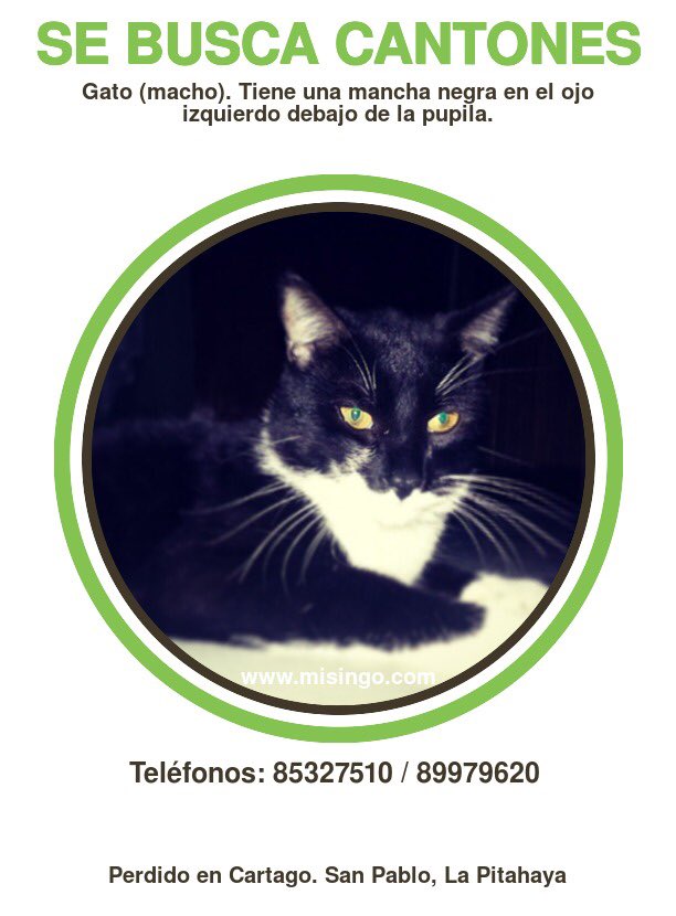 misingocom's tweet photo. ¡Buscamos este gatito en Cartago! Alrededores de San Pablo, Pitahaya. Ayudemos con un RT 🐱🐾

Seguimos también en FB: https://t.co/FxqAEwW2Yj https://t.co/MzVkOB4z3a
