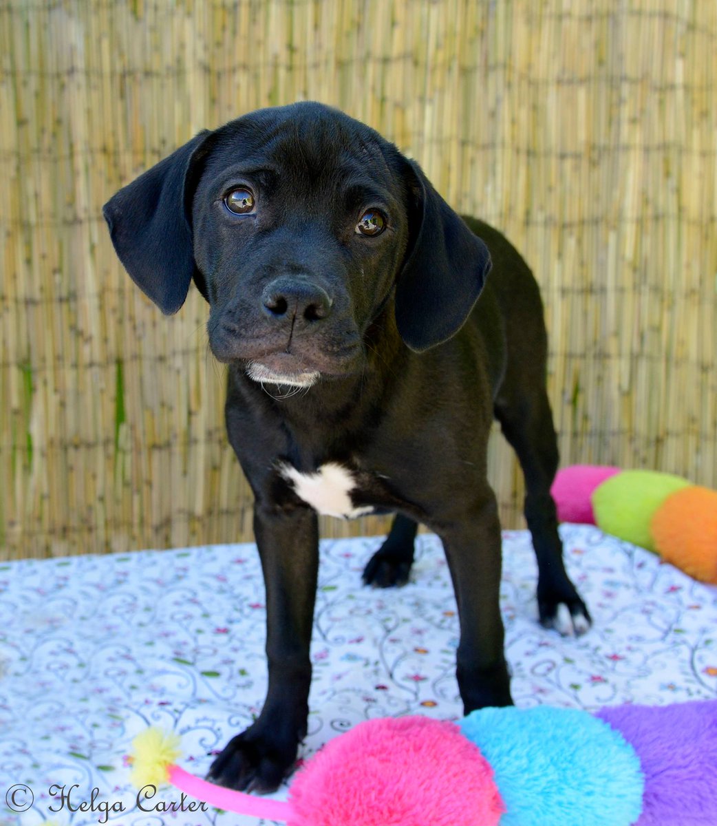officialPPRT's tweet photo. Meet Chubs, our Adoptable Dog of the Week! For more info: https://t.co/KoGqcsXobo https://t.co/S50hOD3ycK