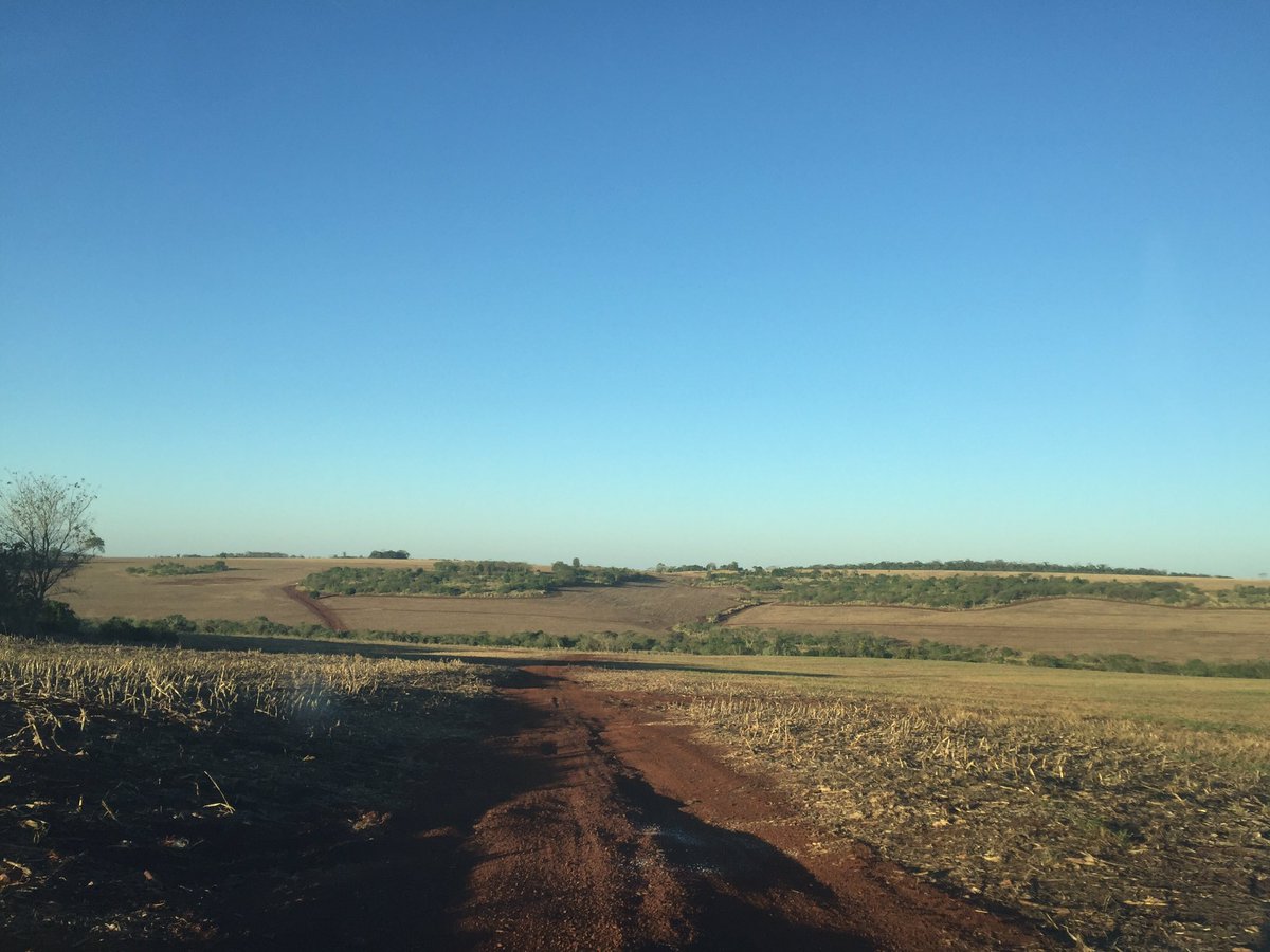 StaLuziaEsteio's tweet image. Countryside of Itaporã-MS
#plant16
#Brazil
#pequenaCELEIRO