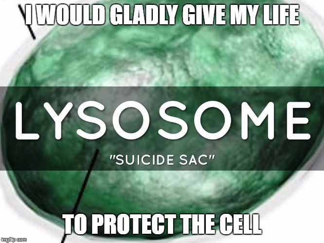 LITsosome's tweet photo. Vote for the UNSELFISH organelle #Lysosome2016 https://t.co/5JGfARCJnh