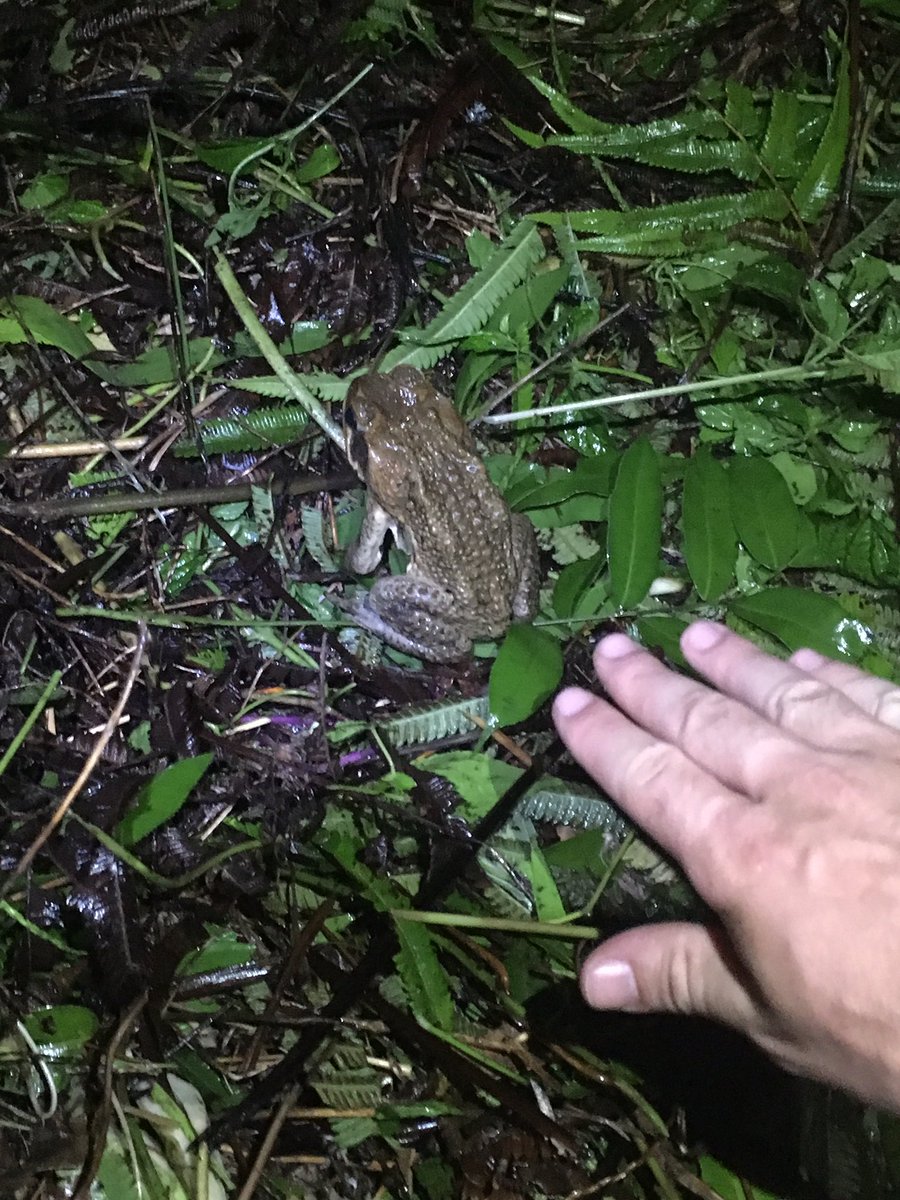 <a href="/LSmonster/">Nick Crumpton no longer posting</a> <a href="/pngvolc16/">PNG Volcano Watch</a> great success lots of data, samples &amp; learning. Jungle v dense &amp; amazing wildlife, incl this guy: #kimbe volcanos nxt!