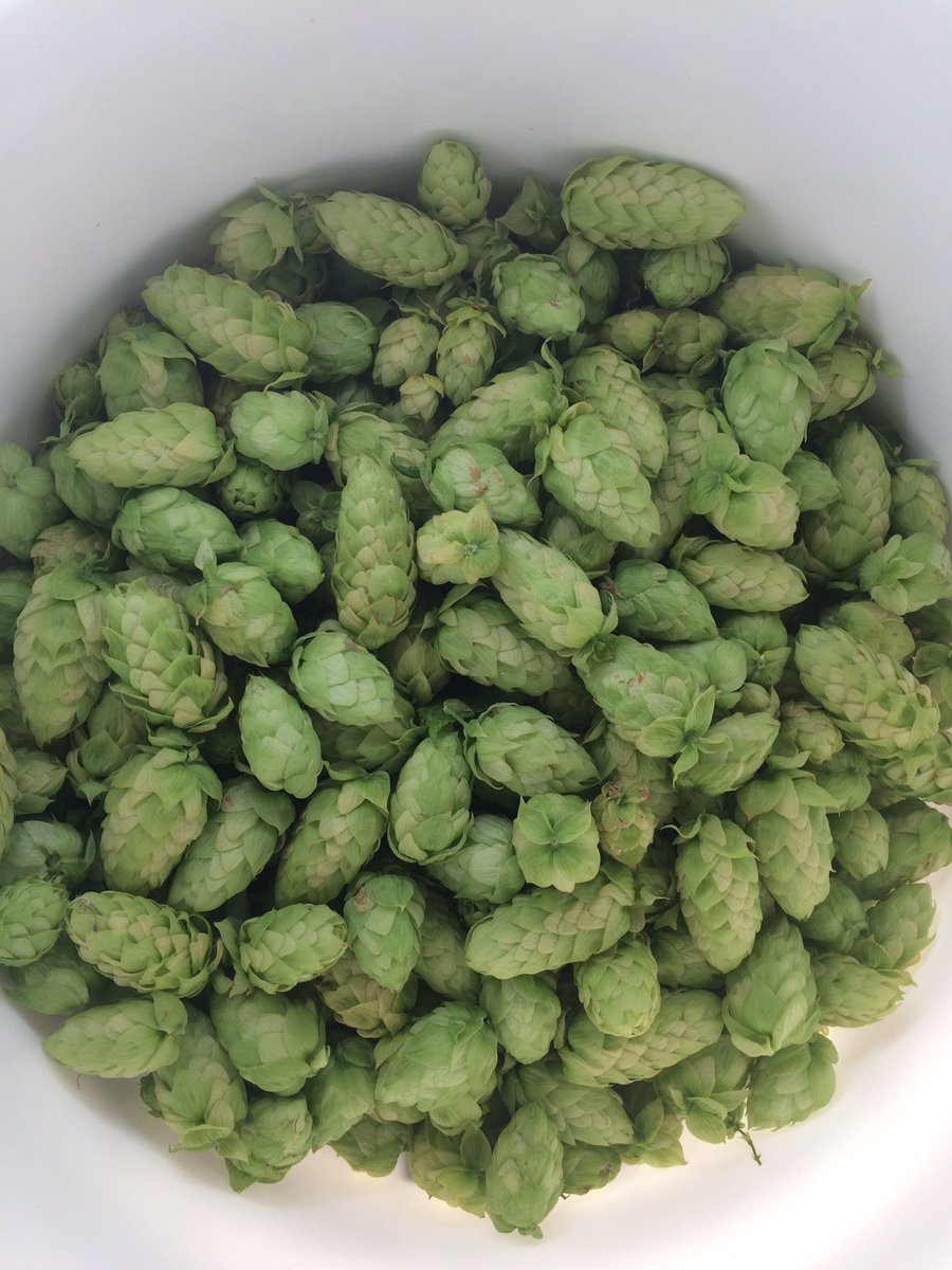 Picked some fresh hops!