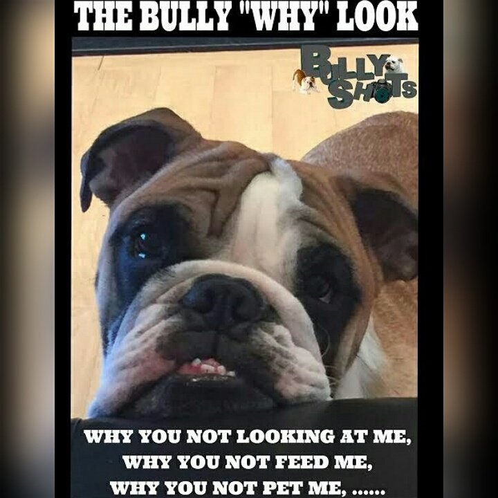 BulldogRescueSA's tweet photo. #bulldogrescueangels #bulldogrescueSA #rescuebulldogs #rescuedog #southafrica #bulldogsrule #smooshface https://t.co/mVlZh4JY9U