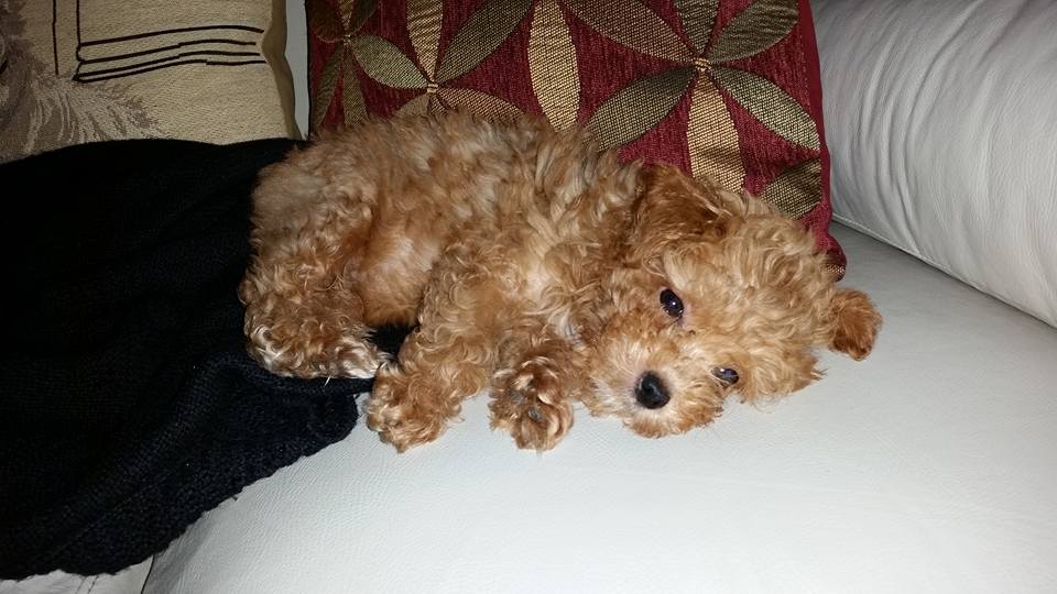 Arturo_JG's tweet photo. Mimi participando en #PetsofSAP espera muchos "Me Gusta"
Mimi at #PetsofSAP waiting your "Like"
<3 https://t.co/4JTfHFpcma