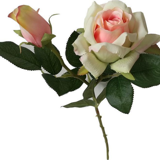 weitang123's tweet photo. #exportartificialflower Hot sale silk rose flower, good price and good quality
Contact me☞☞❽❻❶❺❸0❷0❶❶❸❼❽
Email: tin… https://t.co/FUZsD5dKXR
